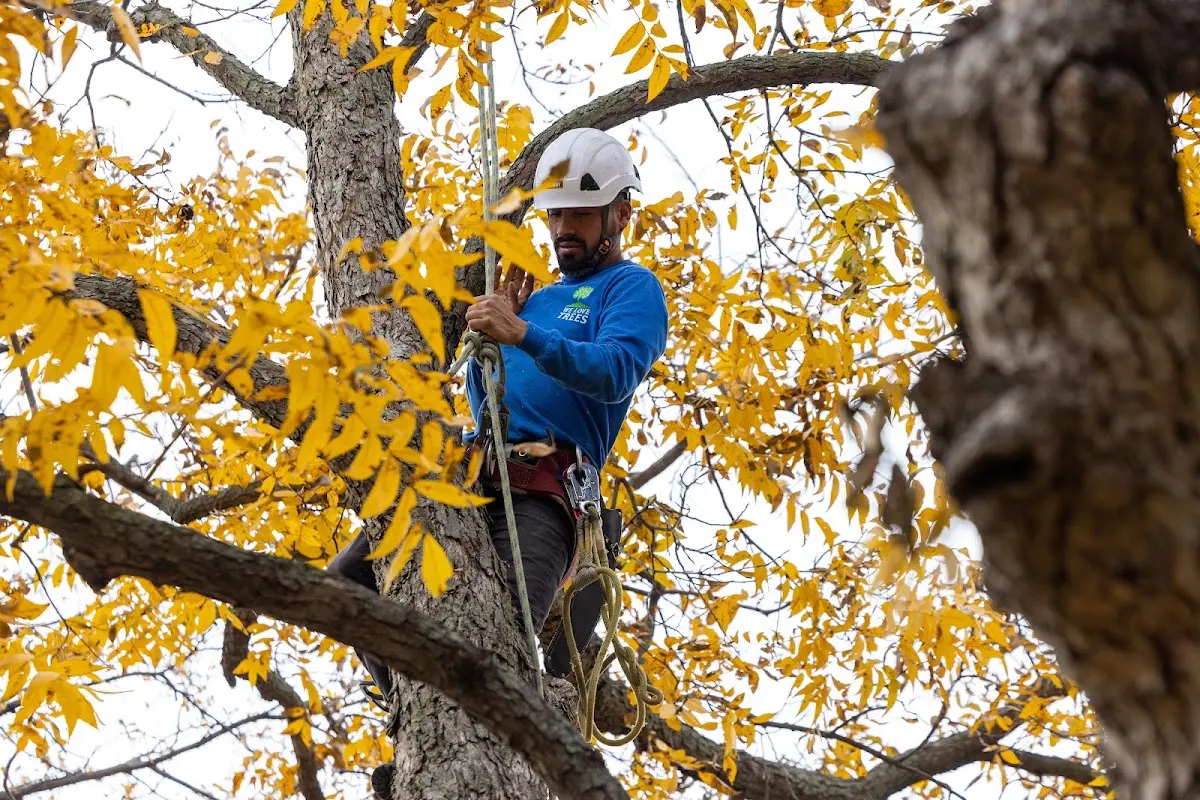 Skilled Tree Pruning crew working in Washingtonville