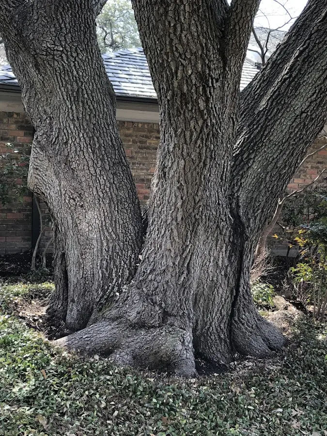 Mature heritage tree close to a Washingtonville property cared for by certified arborists